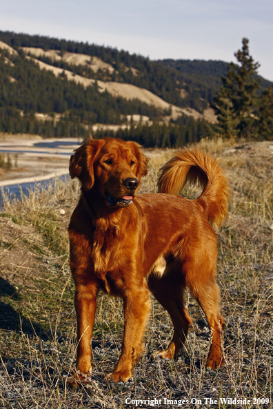 Golden Retriever