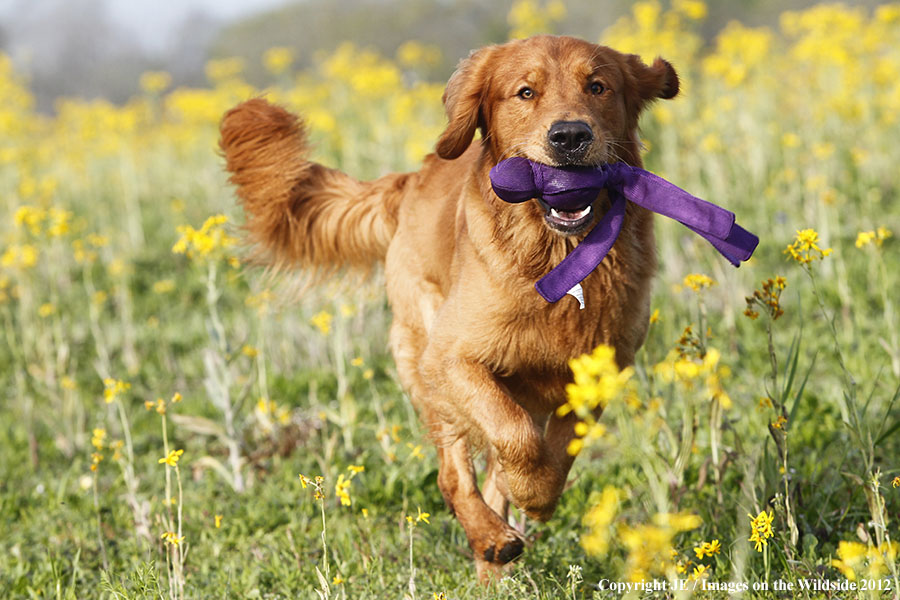 Golden Retriever with toy.