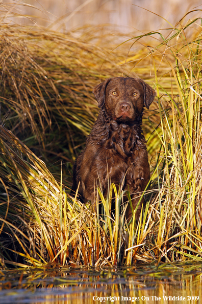 Chesapeake Bay Retriever