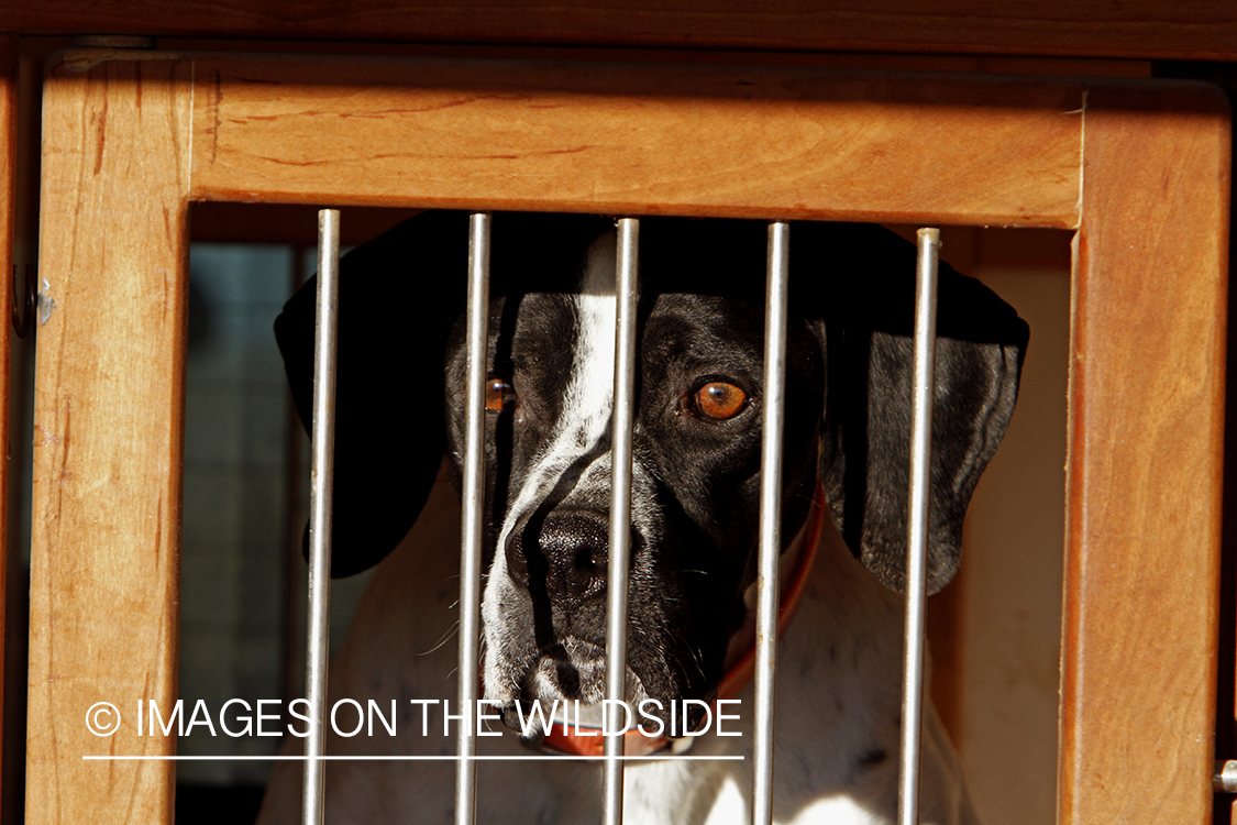 English pointer in kennel.