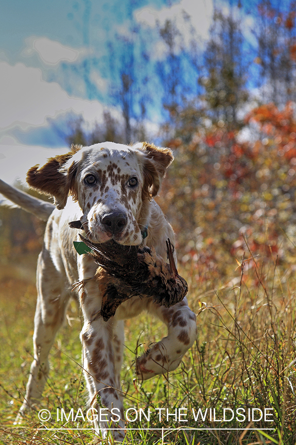 Young English Setter with woodcock.