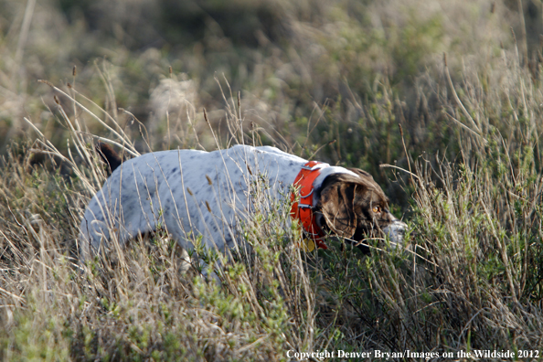 German shorthair on point. 