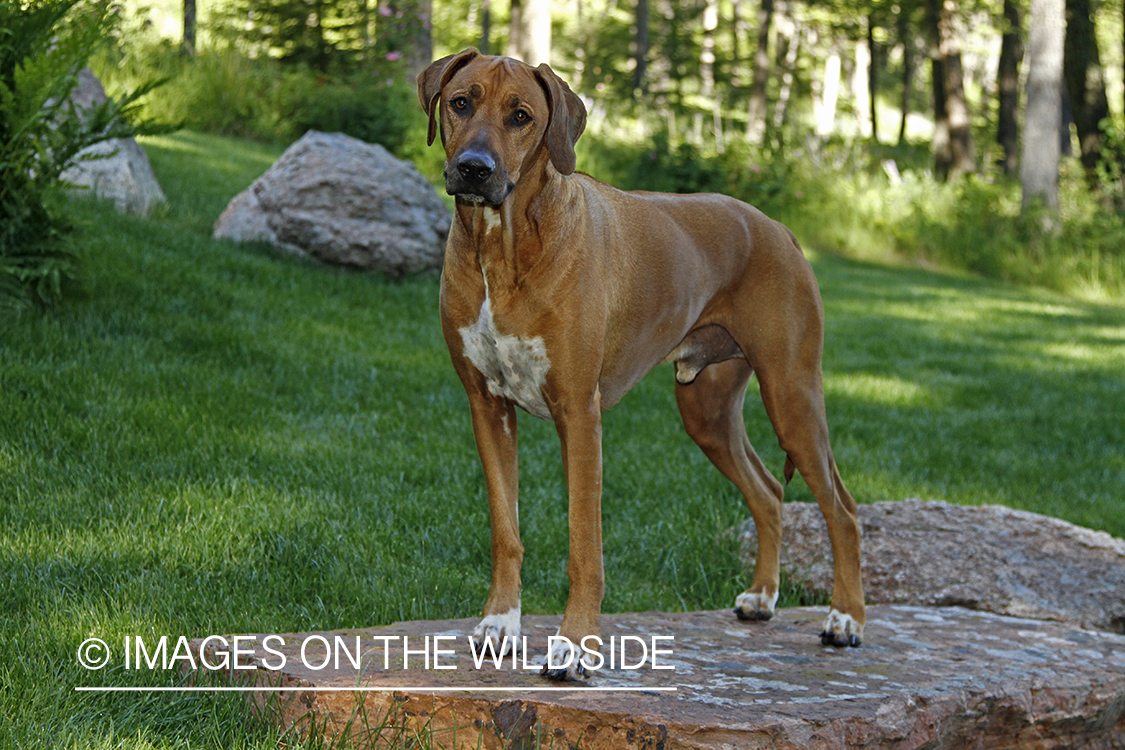 Rhodesian Ridgeback