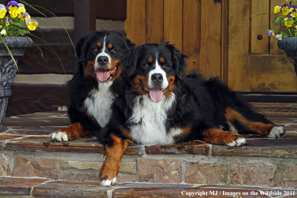 Bernese Mountain Dogs. 