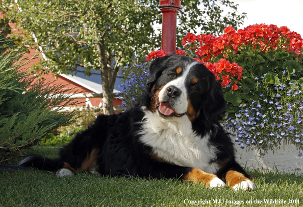 Bernese Mountain Dog.