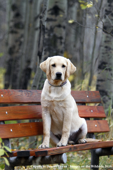Yellow Labrador Retriever Puppy