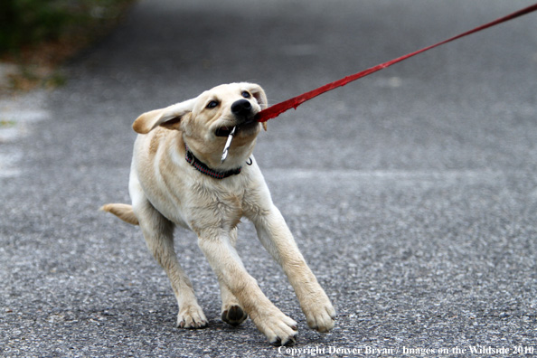 Yellow Labrador Retriever Puppy with leash. 