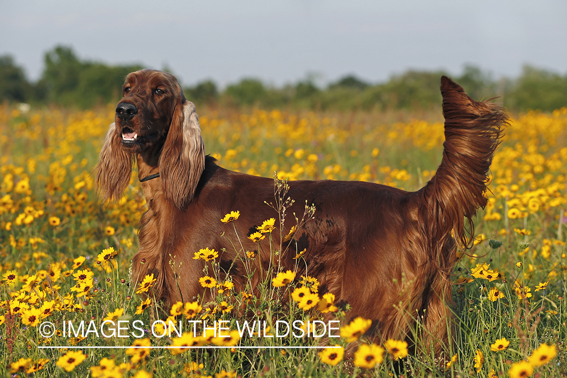 Irish Setter in field.
