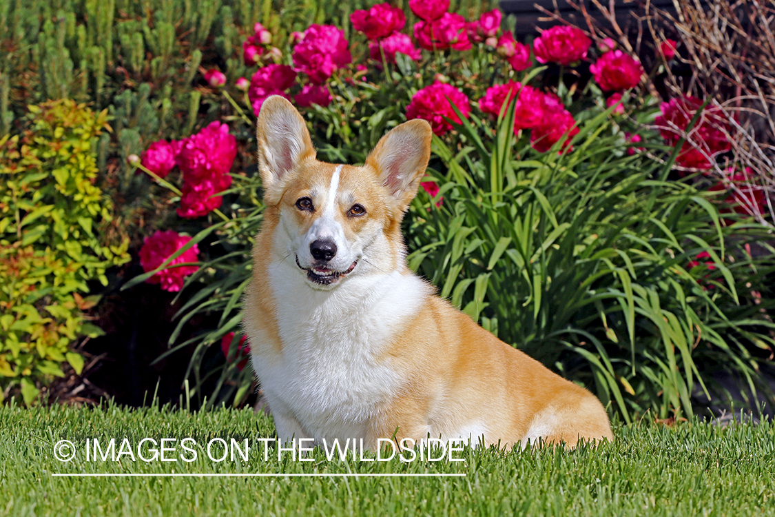 Welsh Corgi sitting by flowers.