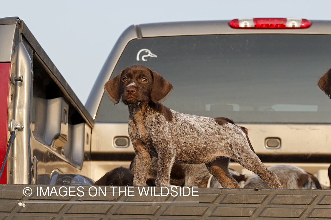 Wirehaired Pointing Griffon puppies in bed of pickup.