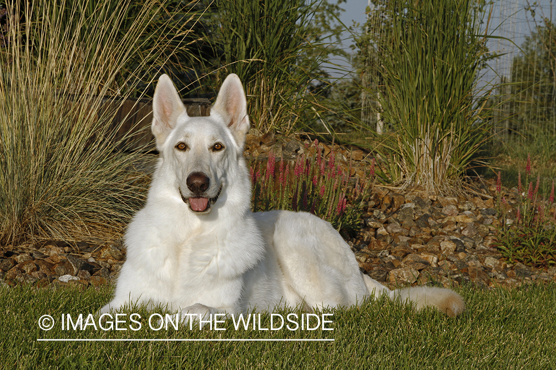 White German Shepherd