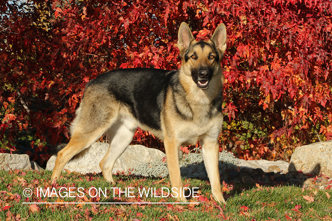German Shepherd in front of red fall tree.