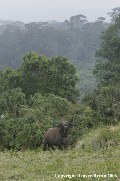 African Cape Buffalo