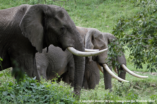 African Bull Elephants 