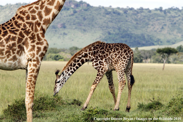 Masai Giraffe (adult with young)