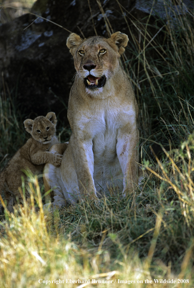 African Lioness with cub
