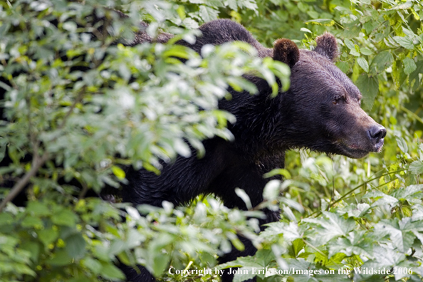 Brown bear in habitat.