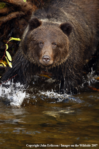 Grizzly bear in habitat