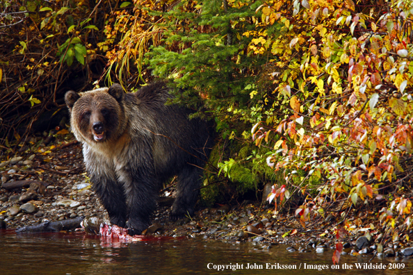 Brown/Grizzly Bear in habitat