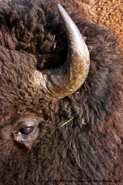 American Bison profile.