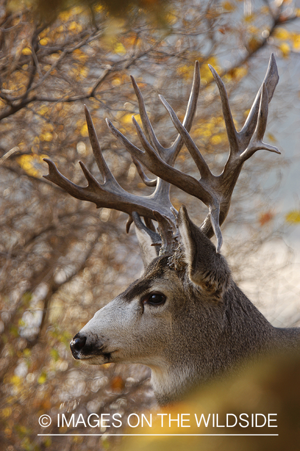 Mule deer 