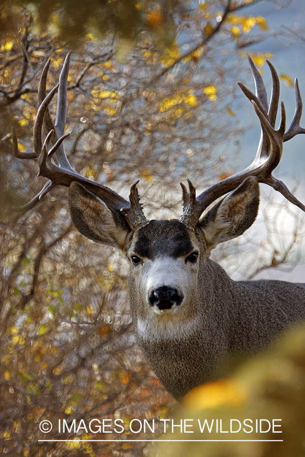 Mule deer 