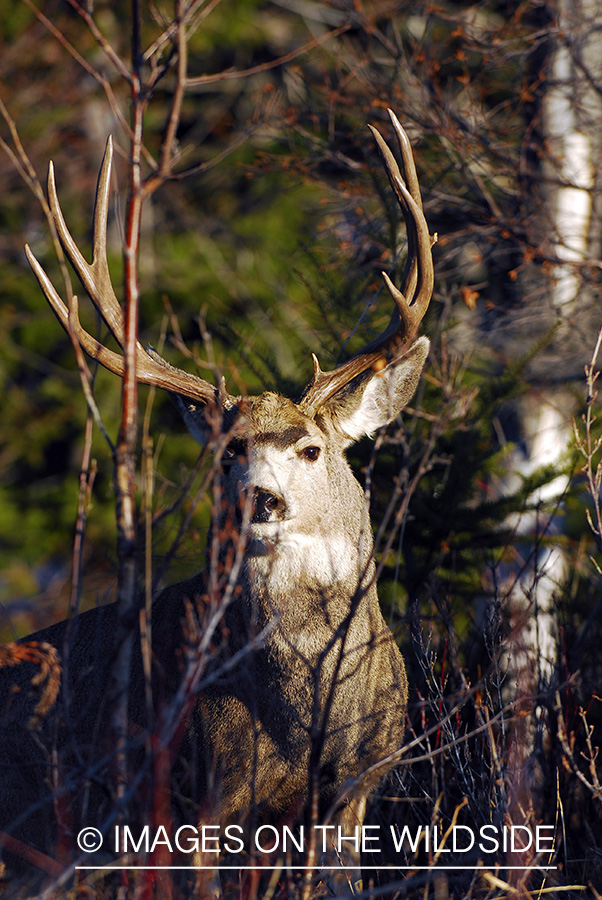 Mule deer 