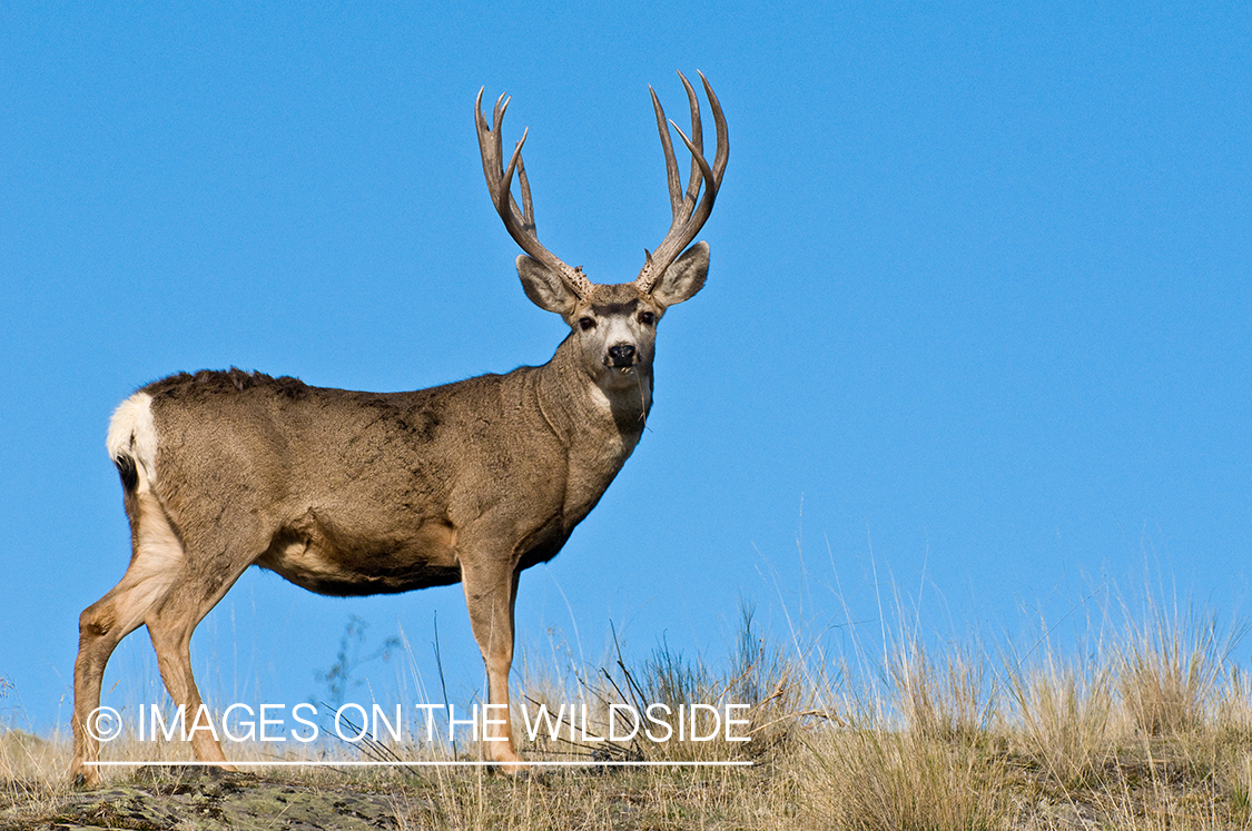 Mule Buck in Field 