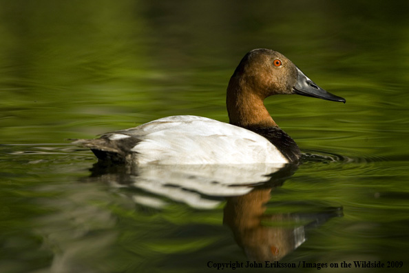 Canvasback drake in habitat