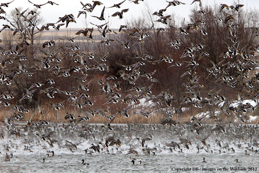 Large flock of Mallards in habitat.
