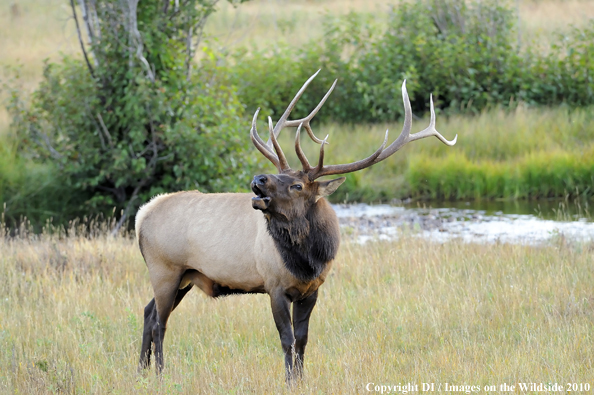 Rocky Mountain Bull Elk