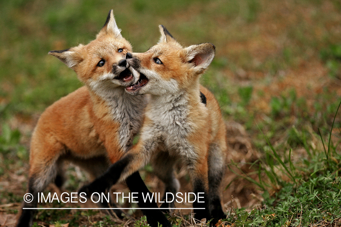 Red Fox pups in habitat.