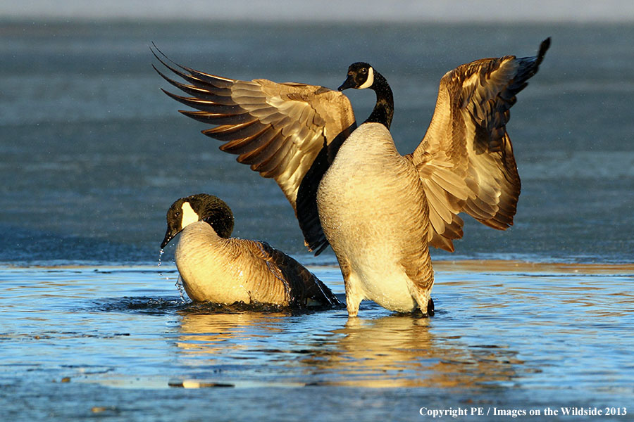 Canadian geese in habitat. 