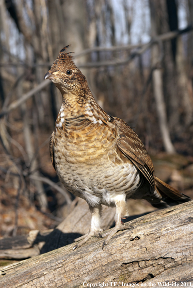 Ruffed Grouse in habitat. 