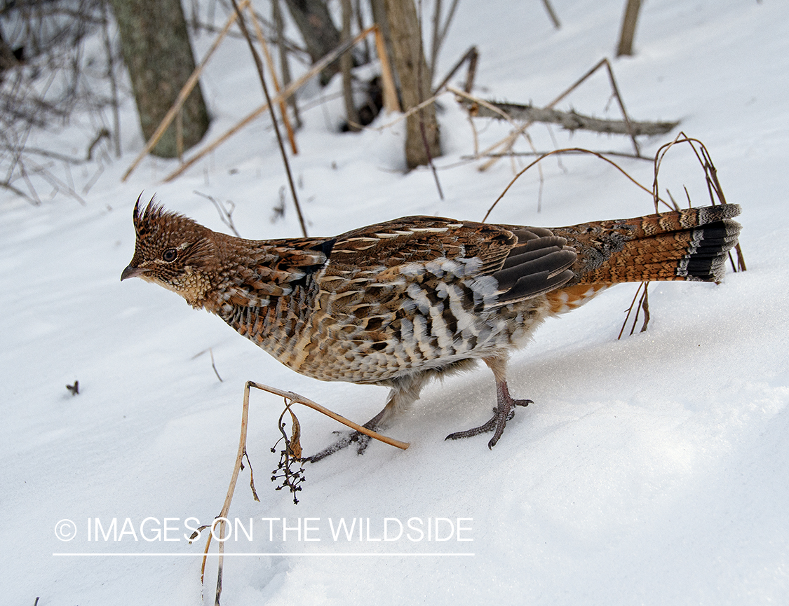 Ruffed grouse in snow.