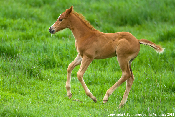 Foal playing in field. 