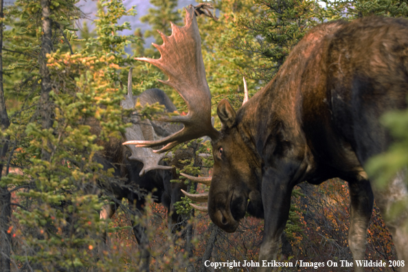 Bull Moose in Habitat