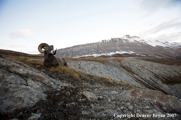 Rocky Mountain Bighorn Sheep