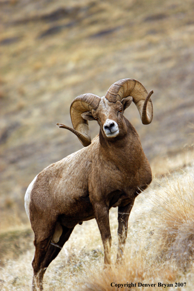 Rocky Mountain Big Horn Sheep
