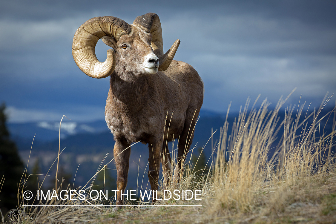Bighorn sheep ram in field.