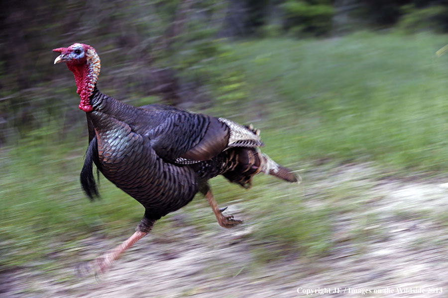Rio Grande Turkeys running. 