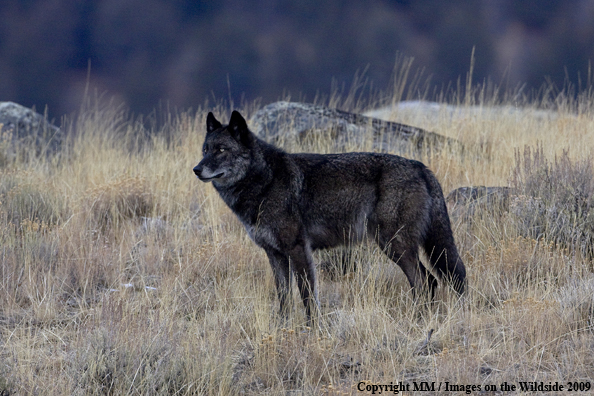 Wolf (wild) in Yellowstone National Park