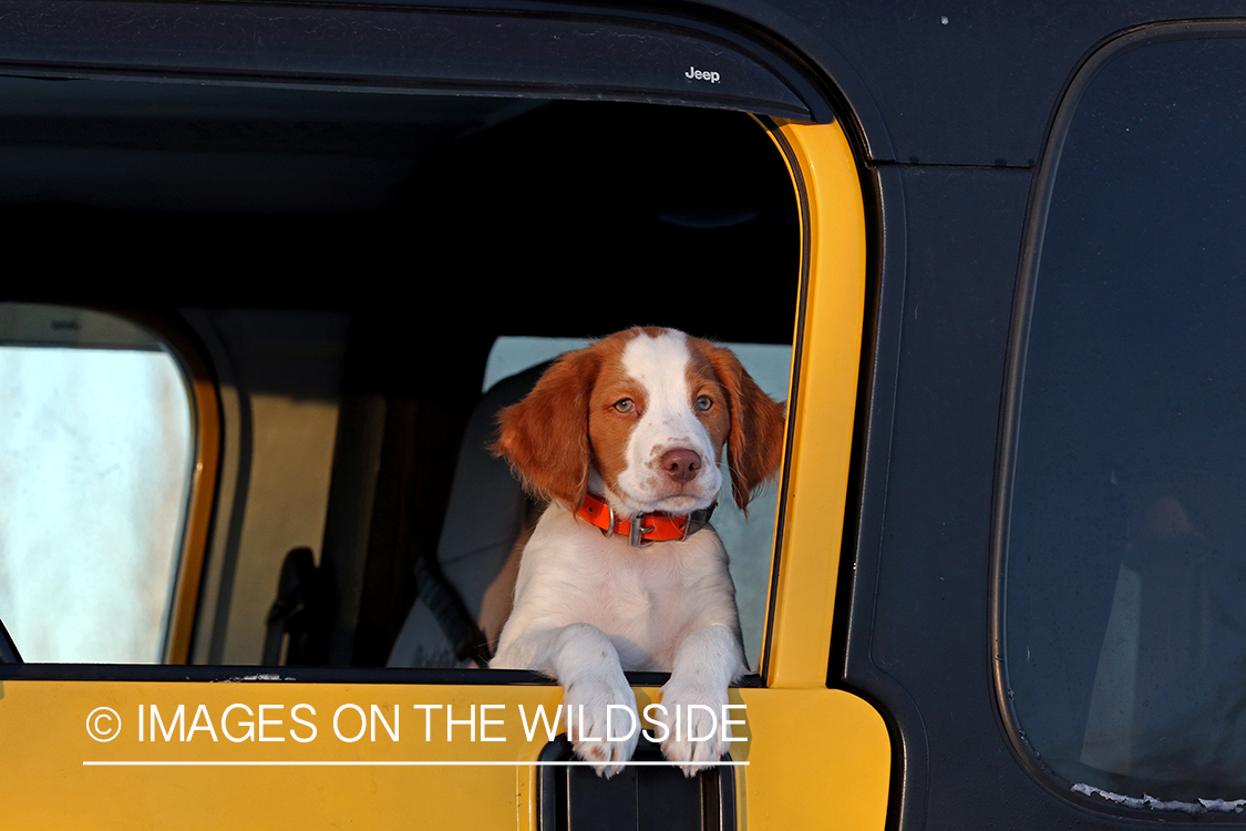 Brittany Spaniel puppy in yellow Jeep.