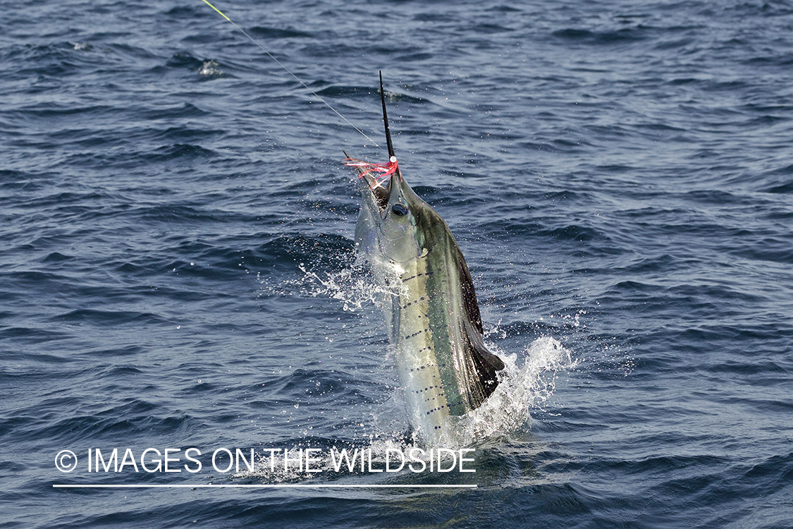 Deep sea fisherman fighting jumping pacific sailfish.
