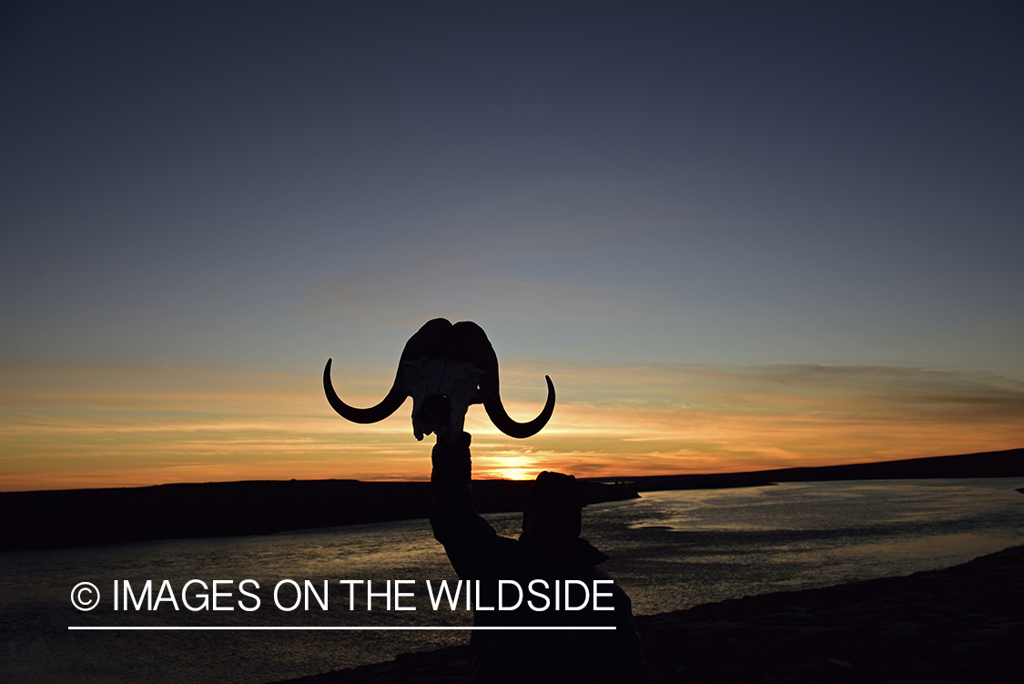 Fisherman holding muskox skull at sunset.