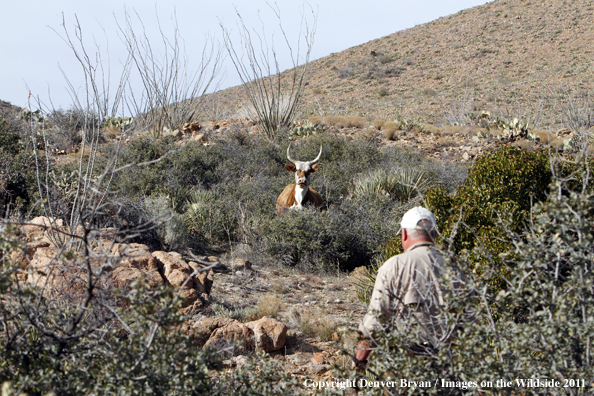 Upland game bird hunter hunting desert quail in Arizona stumbles across a cow.