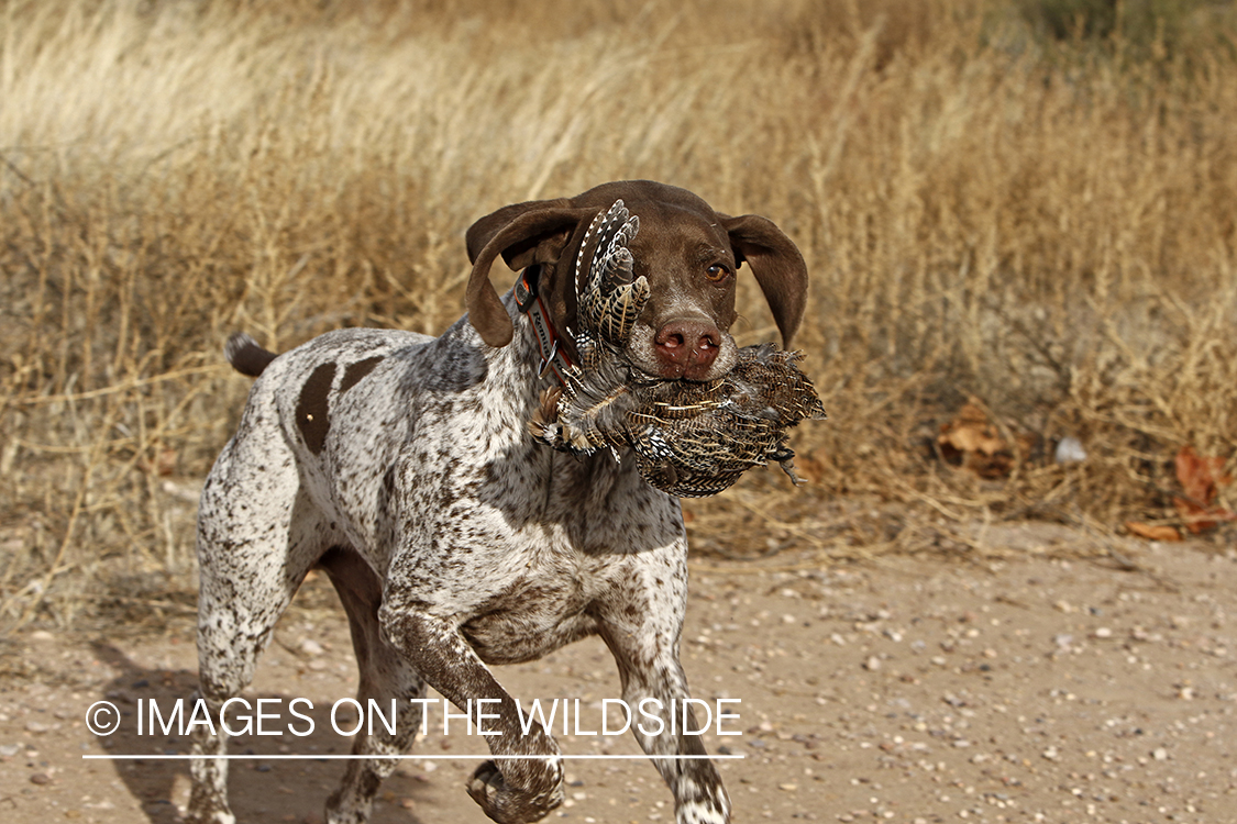 Braque Francais pointer retrieving Mearns quail.