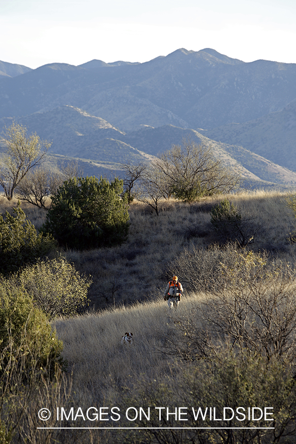 Mearns quail hunting with Brittany Spaniel.