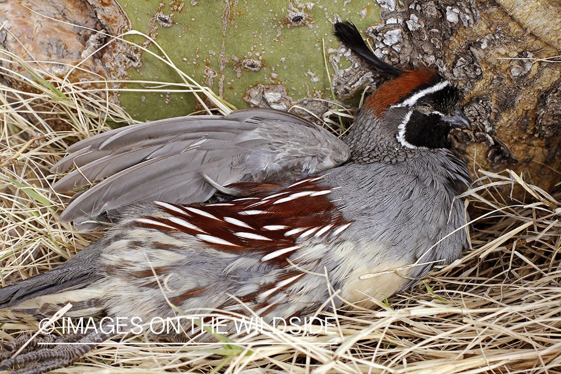 Bagged Gambel's Quail on cactus in Arizona.