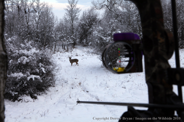 White-tailed deer hunter with white-tailed buck in sites.